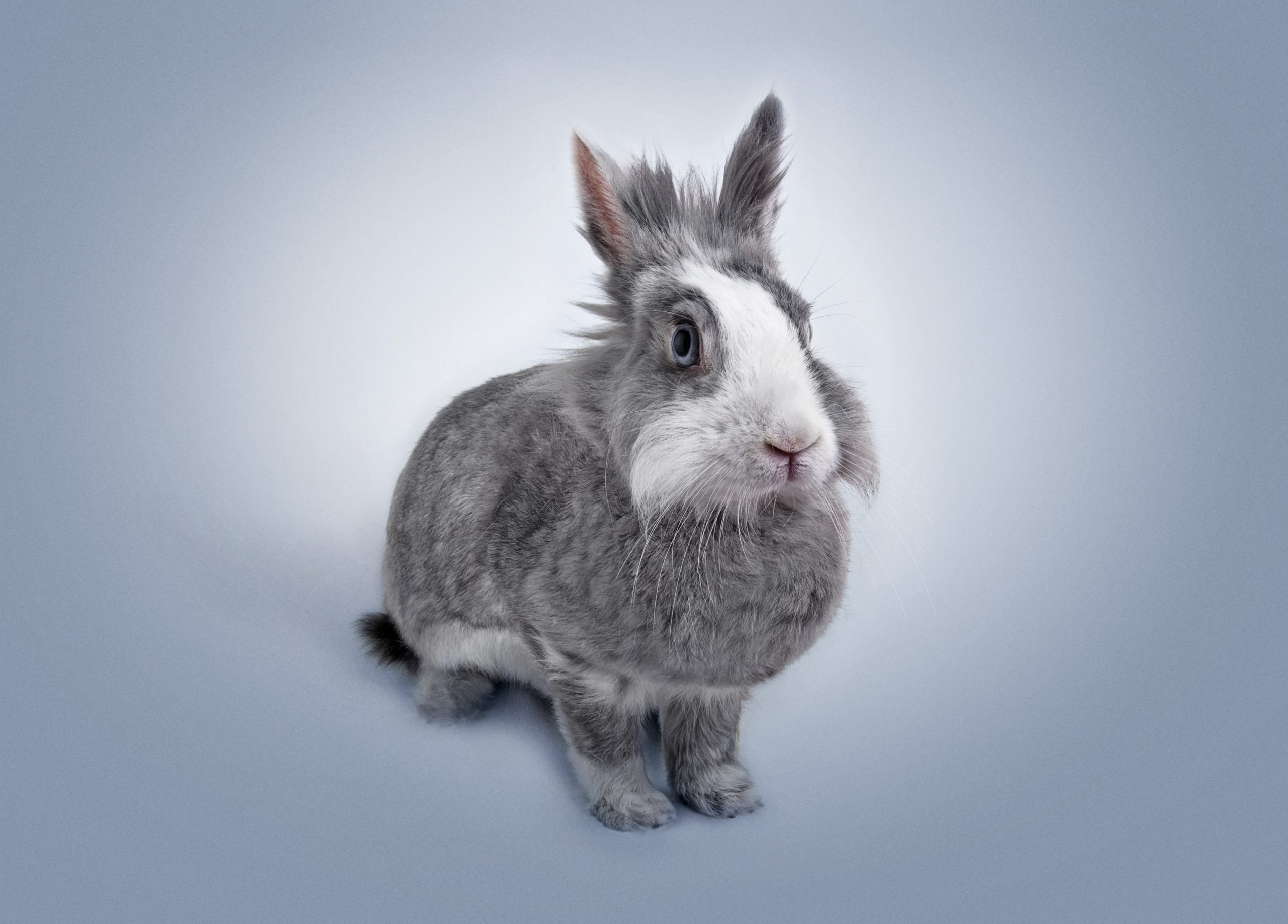 50 Different Rabbit Breeds Rare Rabbit Breeds Pics Video