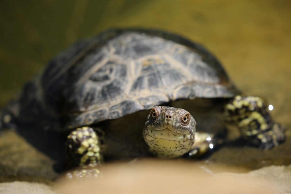 Turtle Names Boys Girls Funny Names For Turtles,Substitute For Cornstarch In Cooking