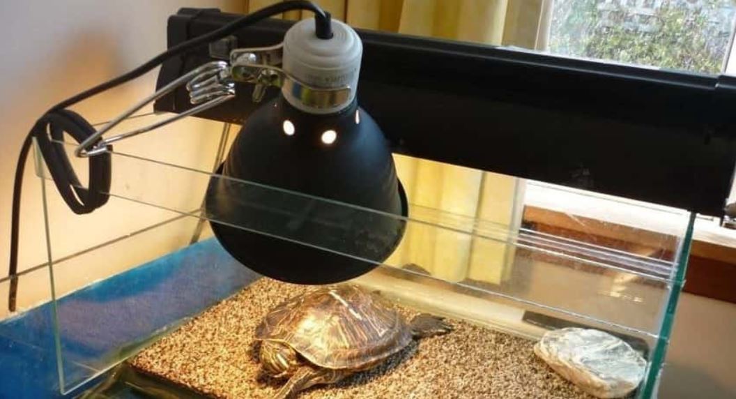 How long can a tortoise live without a heat lamp The 5 Best Heating Lamps For Turtles Uvb Light Bulbs