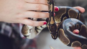 The 5 Best Reptile Humidifiers | Reptile Fogger Buyers Guide