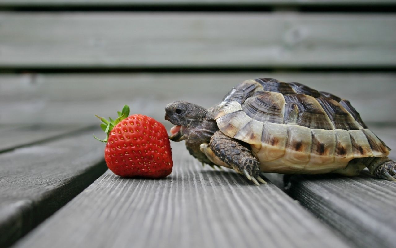 Do Turtles Get Lonely And Bored Keeping Multiple Turtles In One Tank