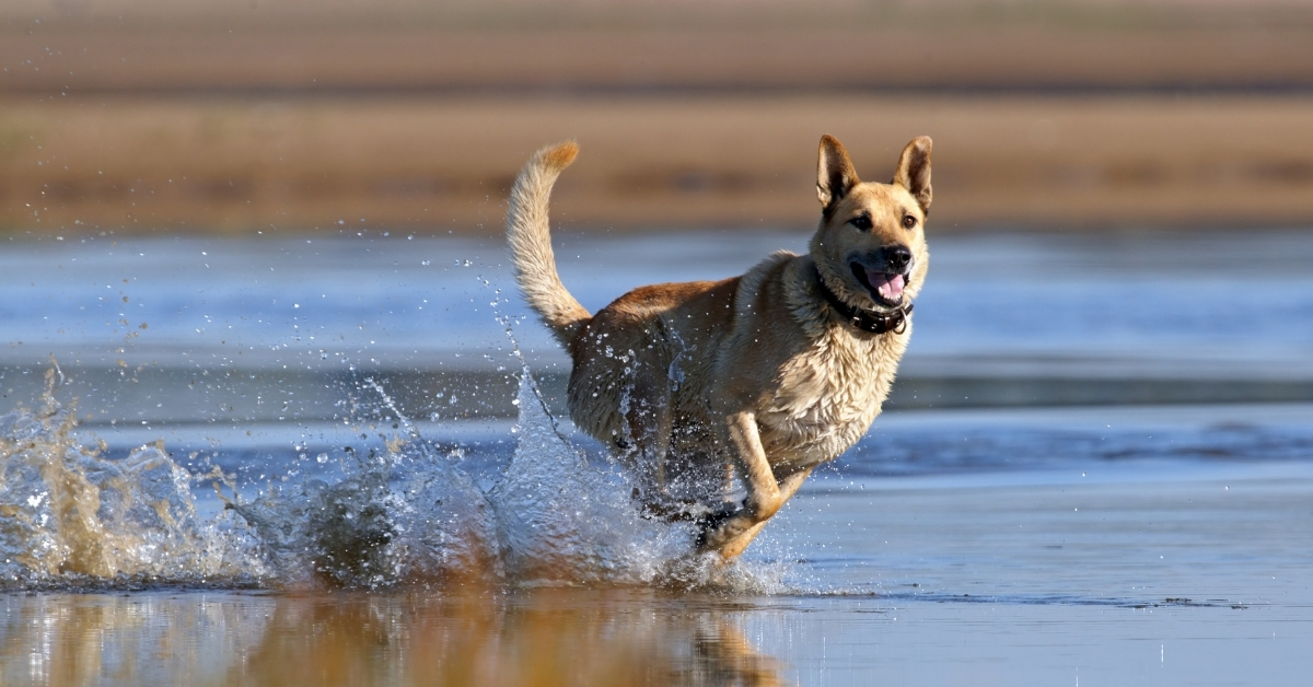 The LEAST Effective Methods To Retrieve A Dog That Has Got