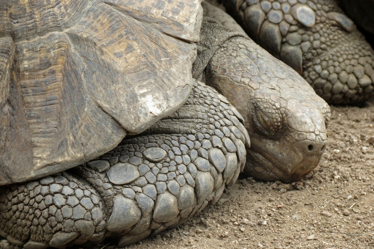 Do Turtles Sleep? How, When, And Where Do Turtles Sleep In 2021?