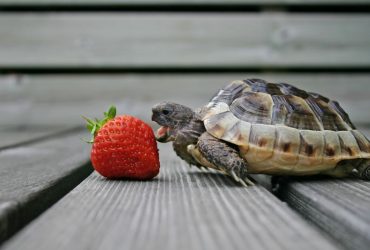 The 4 Best Tortoise Enclosures And What To Look For